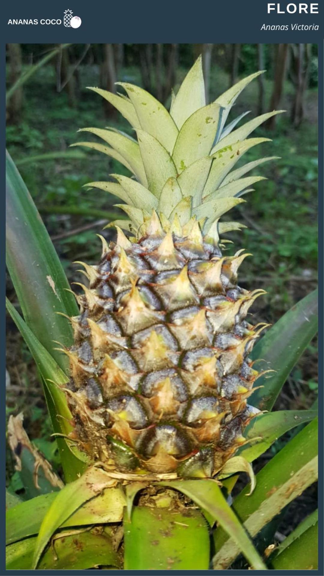Bed and Breakfast Ananas Coco Salazie Exteriér fotografie